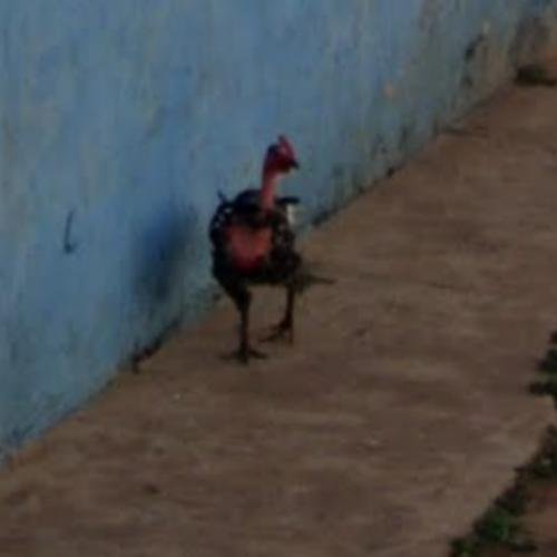 Cel mai bun chicken road game în Romania